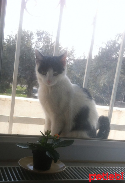 Soke, Kedi  orman fotoğrafı