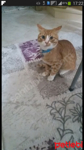 Tekir Kedi, Kedi  Mecnun fotoğrafı