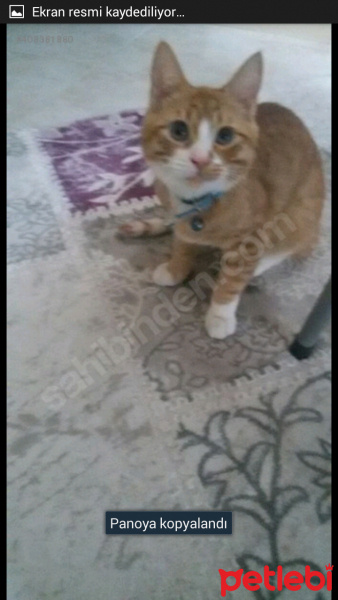 Tekir Kedi, Kedi  Mecnun fotoğrafı