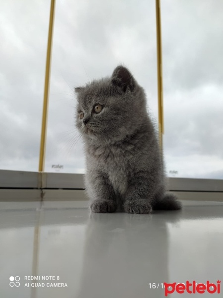 British Shorthair, Kedi  Sufle fotoğrafı