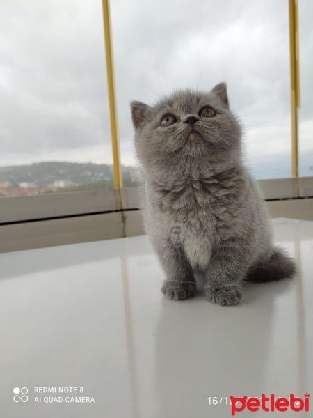 British Shorthair, Kedi  Sufle fotoğrafı
