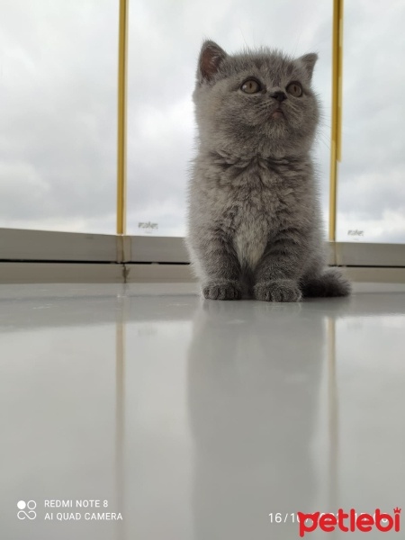 British Shorthair, Kedi  Sufle fotoğrafı