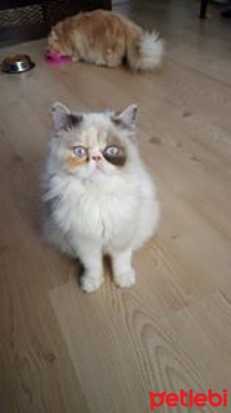 İran Kedisi (Persian), Kedi  Maya fotoğrafı