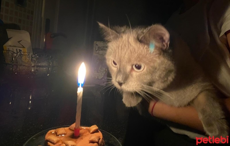 British Shorthair, Kedi  flapjack fotoğrafı
