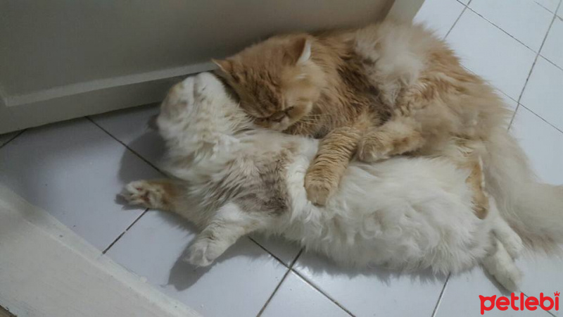 İran Kedisi (Persian), Kedi  Lokum fotoğrafı