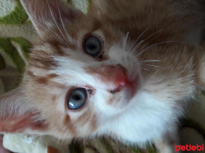 Tekir Kedi, Kedi  mavili fotoğrafı