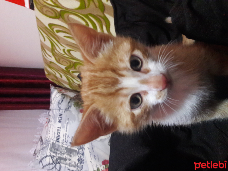 Tekir Kedi, Kedi  mavili fotoğrafı