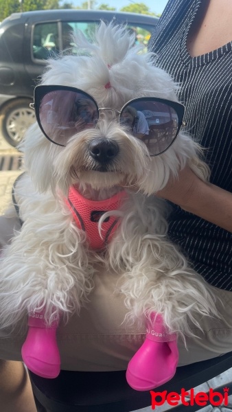 Maltese, Köpek  Peri fotoğrafı