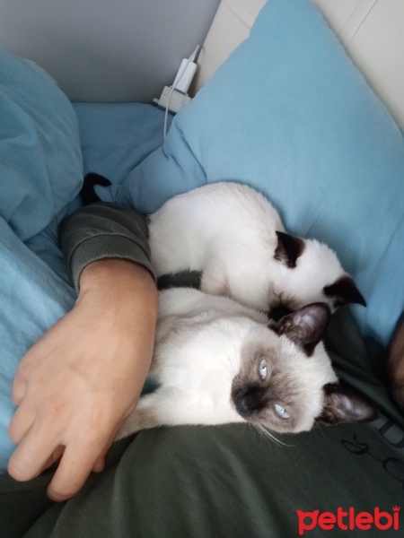 Siyam Kedisi, Kedi  Chivas Ve Luna fotoğrafı