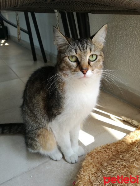 Tekir Kedi, Kedi  Peri fotoğrafı