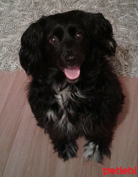 Amerikan Cocker Spaniel, Köpek  Juli fotoğrafı