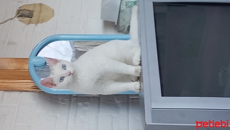 Ankara Kedisi, Kedi  boncuk fotoğrafı