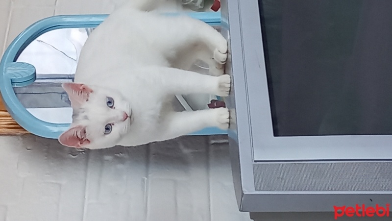 Ankara Kedisi, Kedi  boncuk fotoğrafı