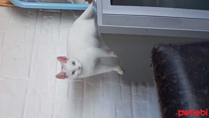 Ankara Kedisi, Kedi  boncuk fotoğrafı