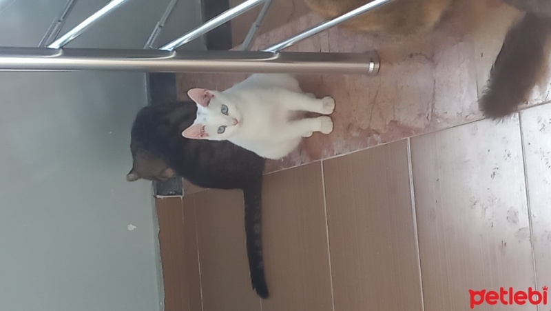 Ankara Kedisi, Kedi  boncuk fotoğrafı