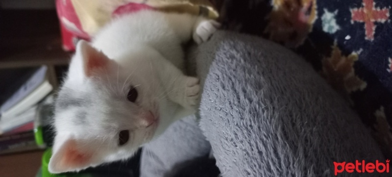 Ankara Kedisi, Kedi  boncuk fotoğrafı