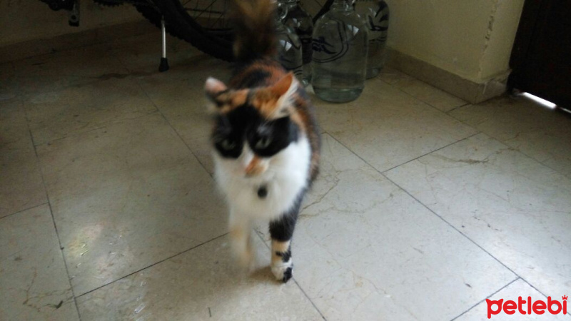 Tekir Kedi, Kedi  Tirmit fotoğrafı