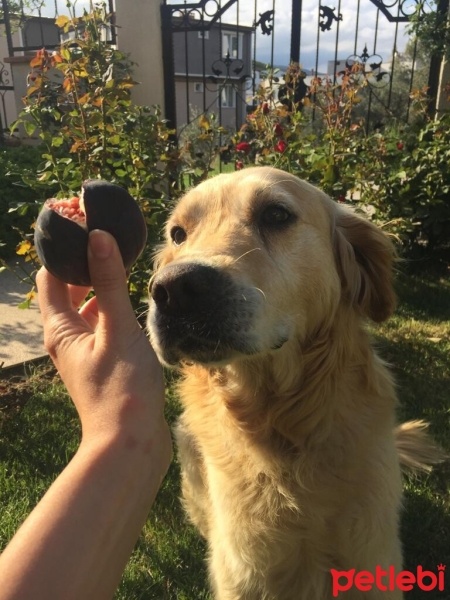 Golden Retriever, Köpek  İncir fotoğrafı