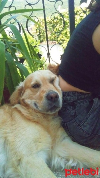 Golden Retriever, Köpek  İncir fotoğrafı