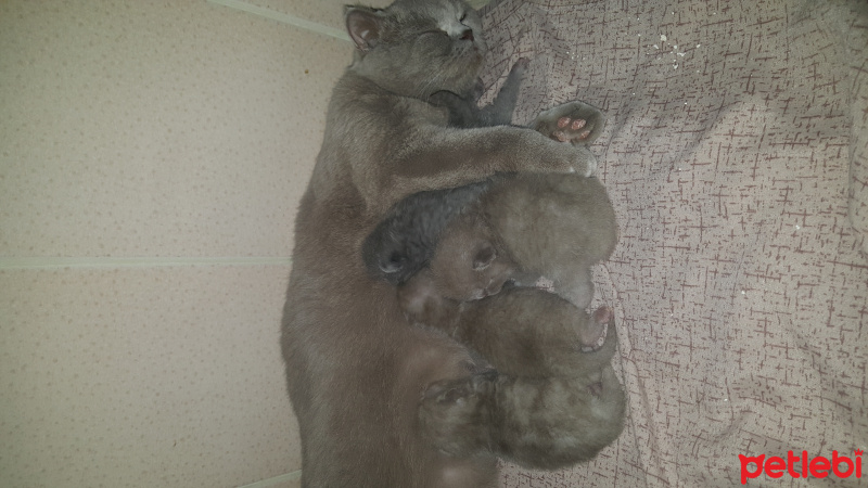 Scottish Fold, Kedi  ÇAÇA fotoğrafı