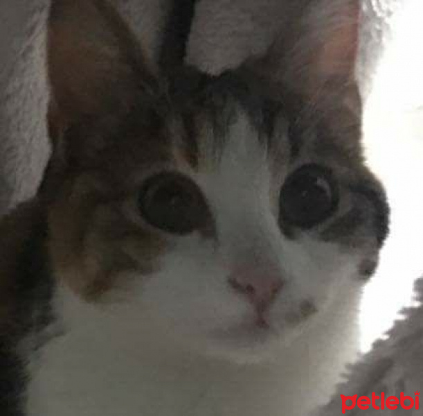 Tekir Kedi, Kedi  Yuki fotoğrafı