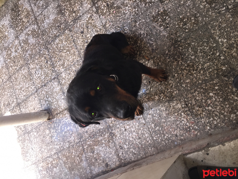 Rottweiler, Köpek  Paşa fotoğrafı