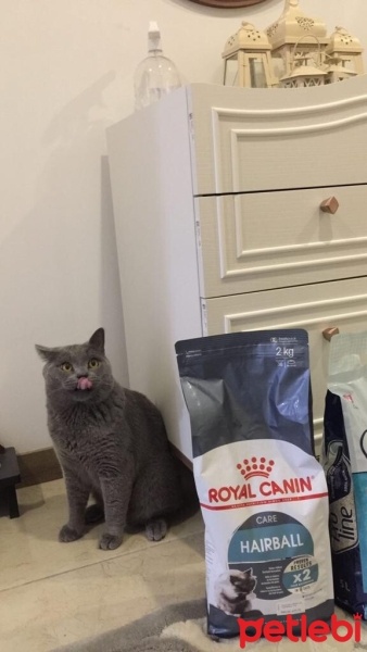 British Shorthair, Kedi  pablo fotoğrafı