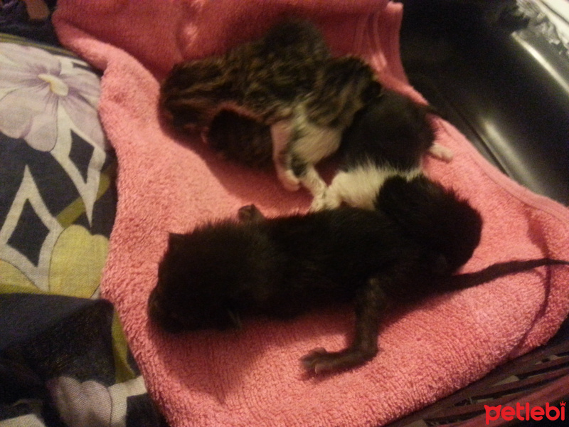 Tekir Kedi, Kedi  4 Tane Annelerinden Ayrı 5 günlük yavru fotoğrafı