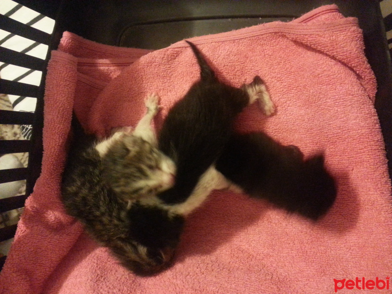Tekir Kedi, Kedi  4 Tane Annelerinden Ayrı 5 günlük yavru fotoğrafı
