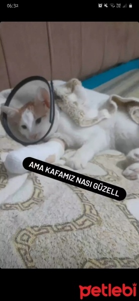 Tekir Kedi, Kedi  pamuk fotoğrafı