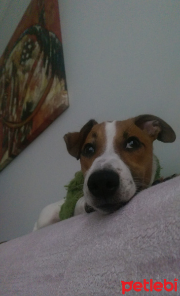 Jack Russell Terrier, Köpek  Mailo fotoğrafı