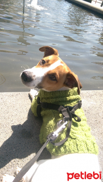 Jack Russell Terrier, Köpek  Mailo fotoğrafı