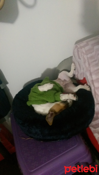 Jack Russell Terrier, Köpek  Mailo fotoğrafı