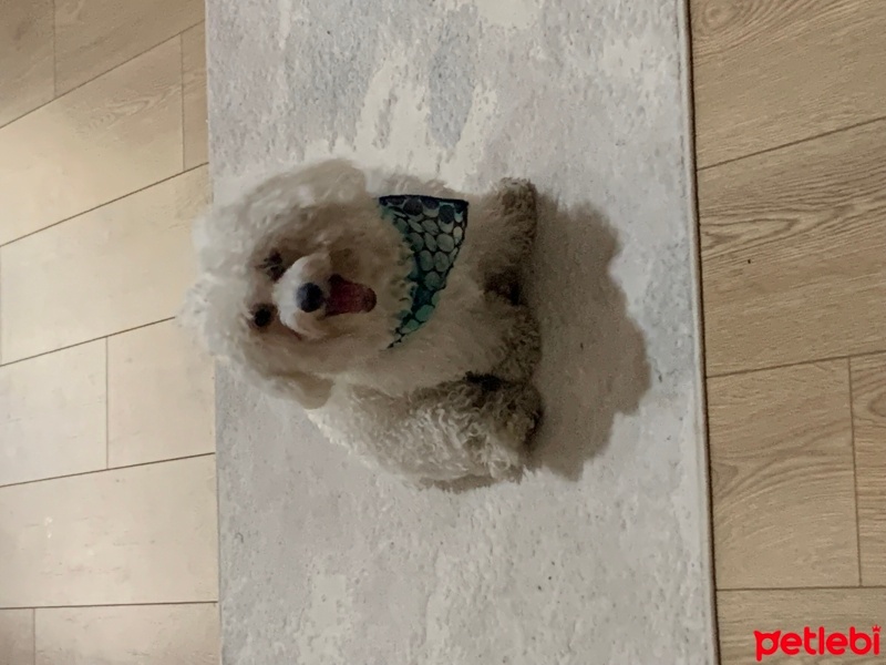 Maltese, Köpek  Leia fotoğrafı