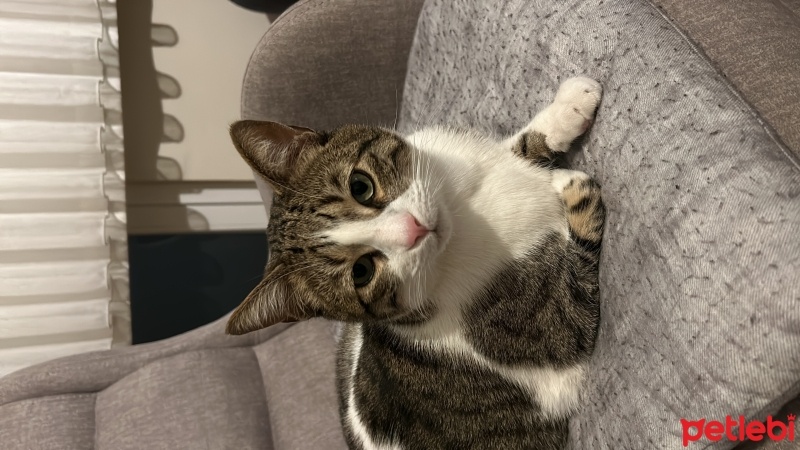 Tekir Kedi, Kedi  Pamuk fotoğrafı
