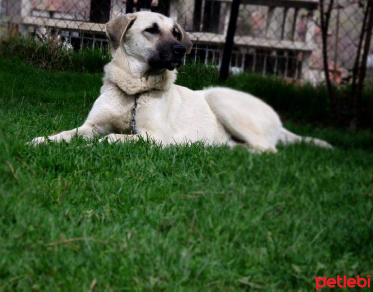 Kangal, Köpek  Odie fotoğrafı