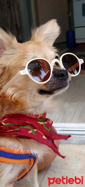 Chihuahua, Köpek  Pablo fotoğrafı