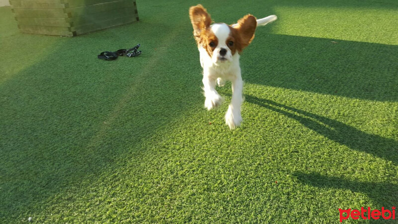 King Charles Spaniel, Köpek  gofret fotoğrafı