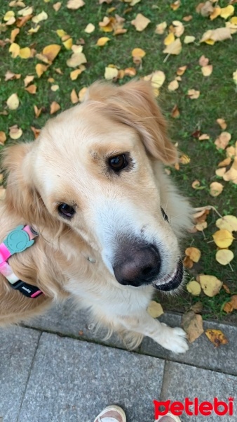 Golden Retriever, Köpek  Louis fotoğrafı