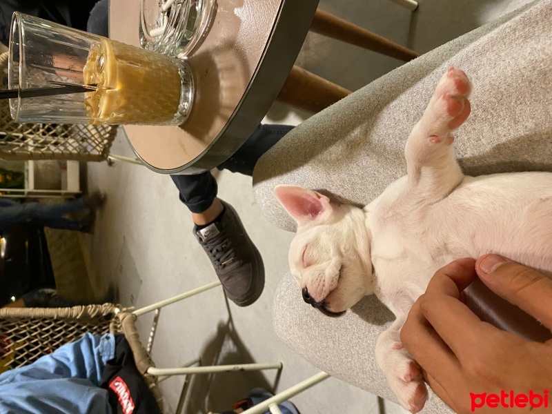 Fransız Bulldog, Köpek  Odin fotoğrafı
