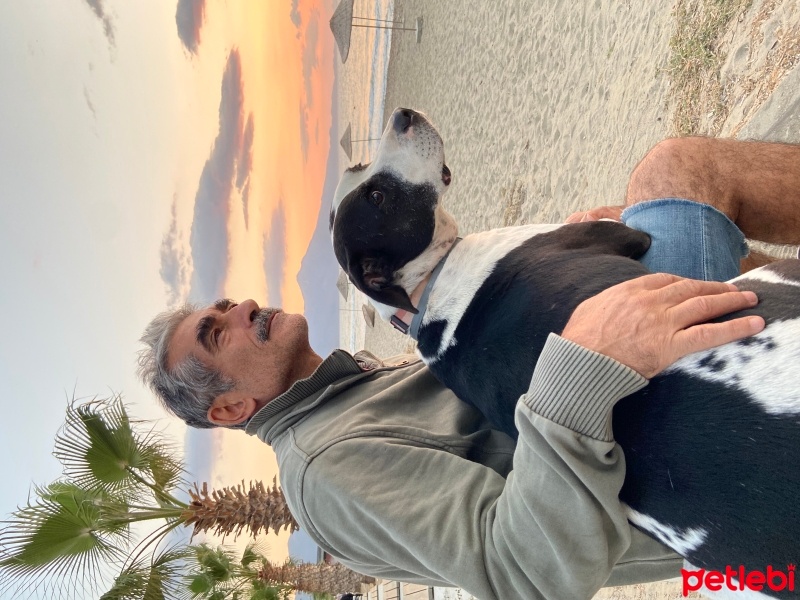 Kars Çoban Köpeği, Köpek  YAMAN fotoğrafı