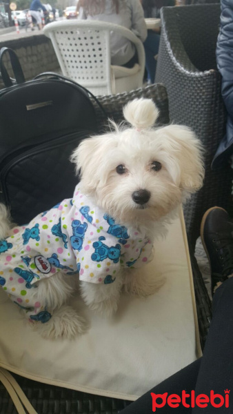 Maltese, Köpek  Bella fotoğrafı