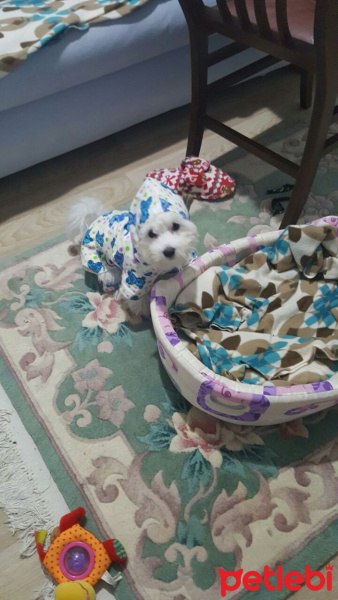 Maltese, Köpek  Bella fotoğrafı