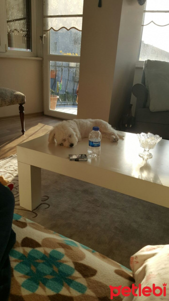 Maltese, Köpek  Bella fotoğrafı