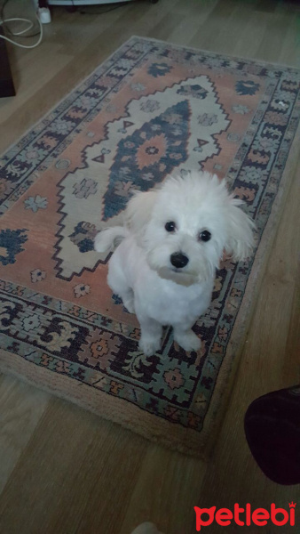 Maltese, Köpek  Bella fotoğrafı
