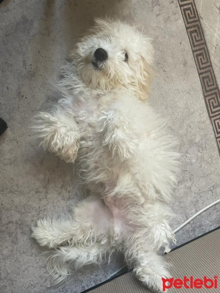 Maltese, Köpek  Köpük fotoğrafı