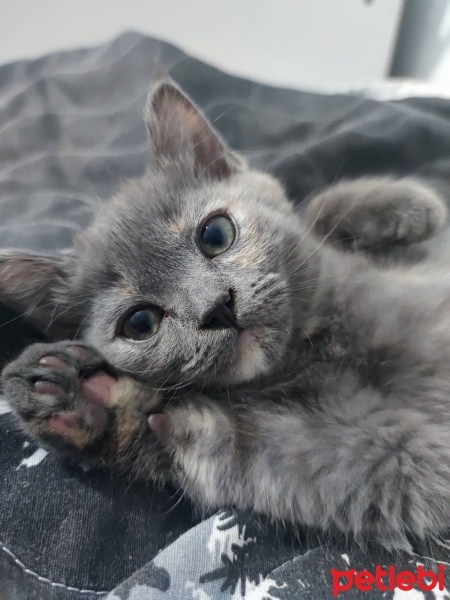 British Shorthair, Kedi  Angie fotoğrafı