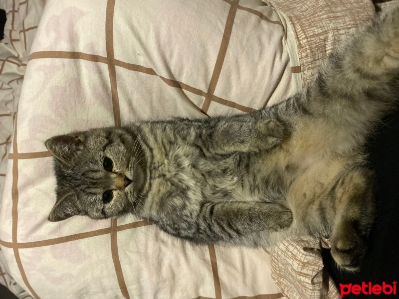 British Shorthair, Kedi  Mia fotoğrafı