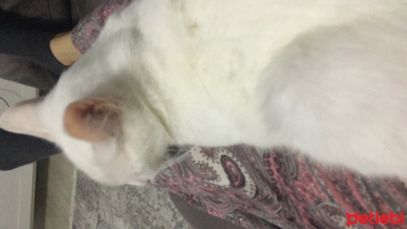 Ankara Kedisi, Kedi  Bella fotoğrafı