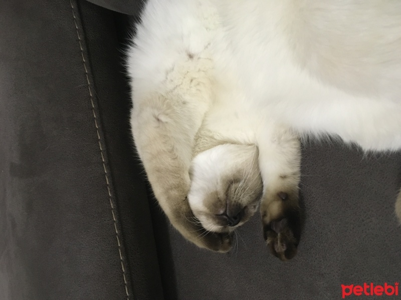Siyam Kedisi, Kedi  Bihter fotoğrafı